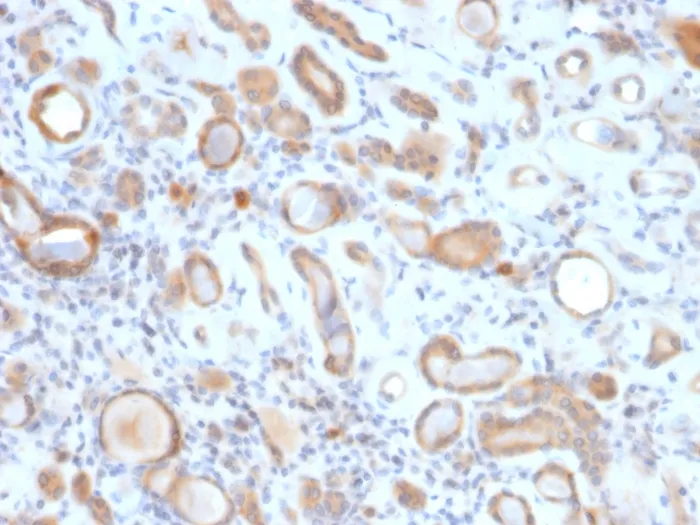 Anti-ARF1 (Golgi Apparatus Marker)(ARF1/2117), Biotin conjugate - image 1