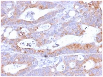 Anti-CD86 (Dendritic Cells Maturation Marker)(C86/2160R), CF405S conjugate - image 1