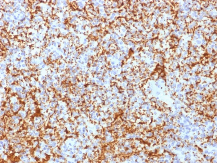 Anti-CD61 / Integrin 3 / Platelet Glycoprotein IIIa (Platelet Marker)(ITGB3/2166R) - image 1