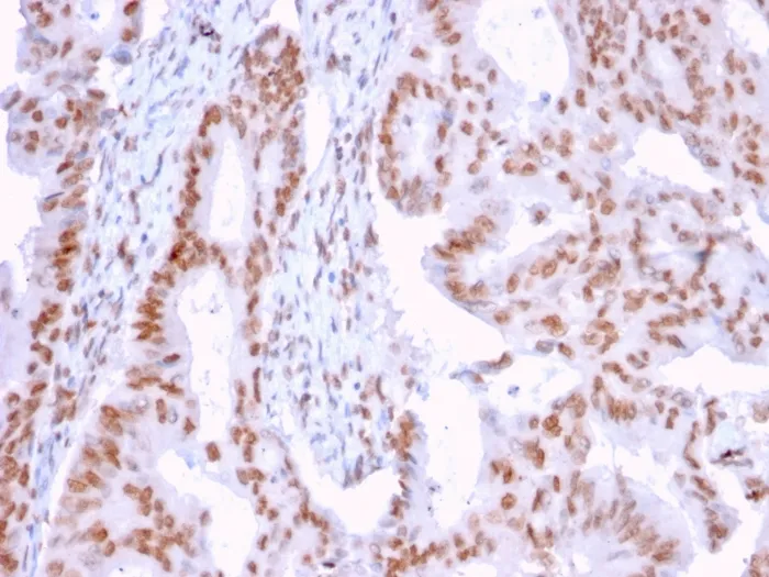 Anti-DMC1(2H12/4), CF640R conjugate - image 1