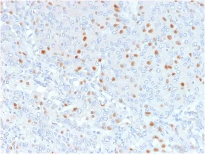 Anti-Annexin A1 / (Hairy Cell Leukemia Marker)(6E4/3), CF405S conjugate - image 1