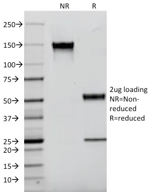 Anti-EGFR (Epidermal Growth Factor Receptor)(F4), Biotin conjugate - image 1