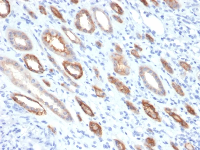 Anti-Occludin (Marker of Early Blood Brain Barrier Damage)(OCLN/2181) - image 1