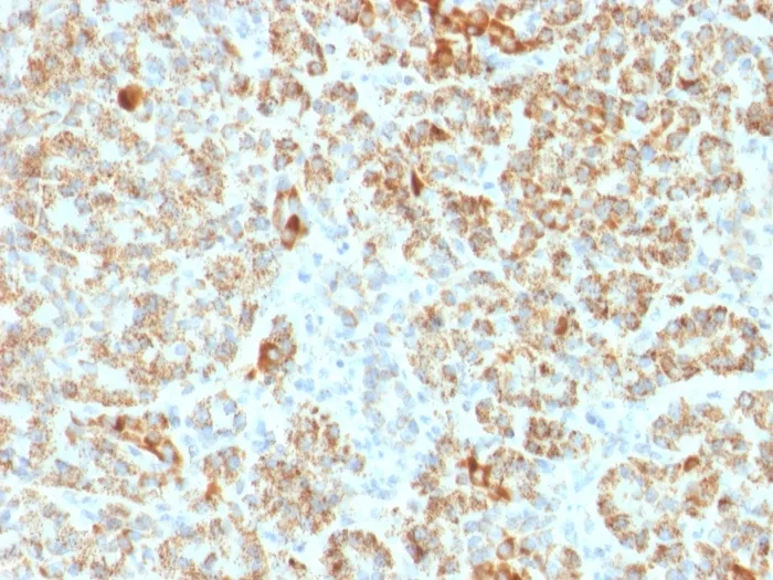 Anti-Frataxin (Marker of Friedreich Ataxia)(FXN/2124), CF488A conjugate - image 1
