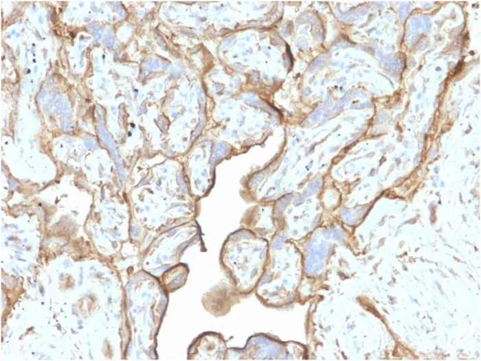 Anti-Annexin A1 / (Hairy Cell Leukemia Marker)(CPTC-ANXA1-1) - image 1