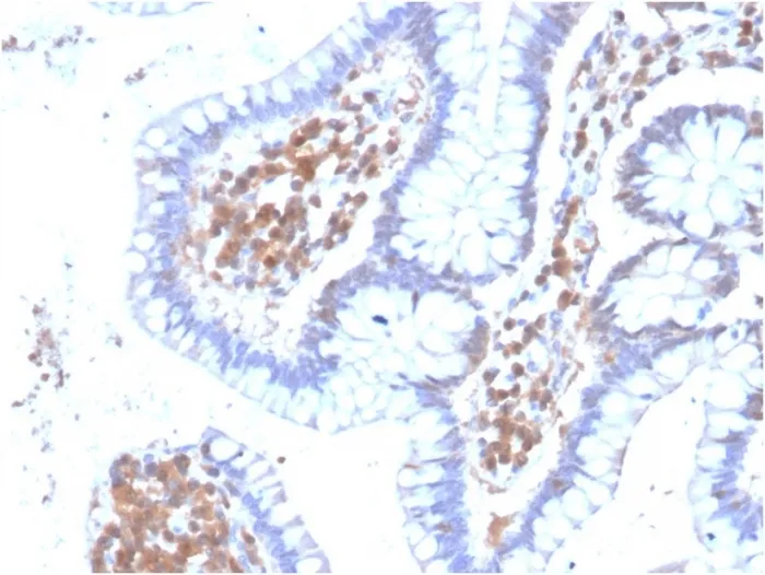 Anti-MAPK14(CPTC-MAPK14-1) - image 1
