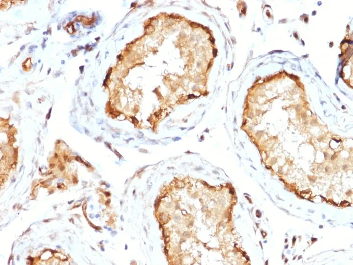 Anti-14-3-3E / Tryptophan 5-Monooxygenase(CPTC-YWHAE-1), CF640R conjugate - image 1