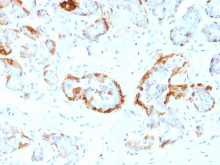 Anti-Crystallin Alpha B(CPTC-CRYAB-1) - image 1