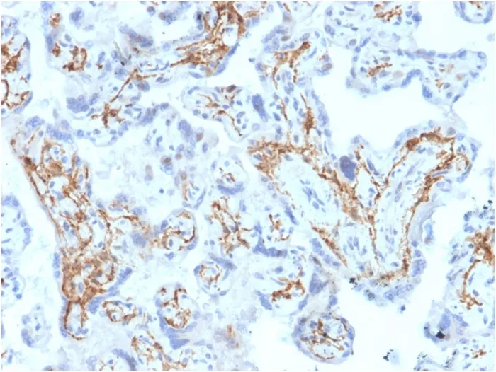 Anti-Glutathione S-Transferase Mu1 (GSTM1)(CPTC-GSTMu1-3), CF647 conjugate - image 1