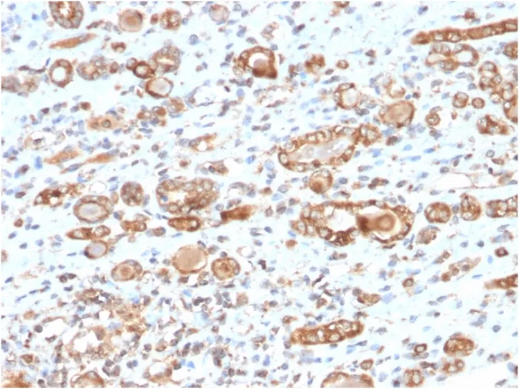 Anti-HSP60 (Heat Shock Protein 60) (Mitochondrial Marker)(CPTC-HSPD1-1), Biotin conjugate - image 1