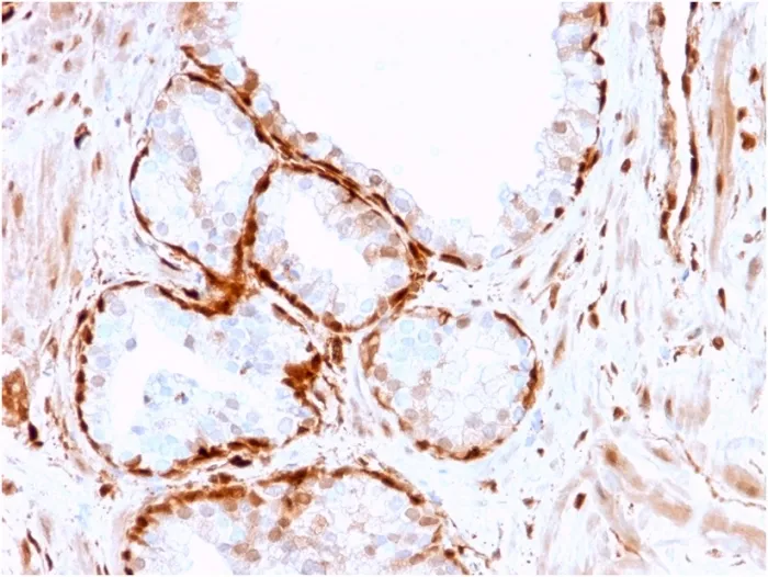 Anti-Aldo-keto Reductase Family 1 Member B1 (Adrenal Marker)(CPTC-AKR1B1-3), Biotin conjugate - image 1