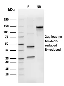 Anti-BCL2-like 2(CPTC-BCL2L2-2), Biotin conjugate - image 1