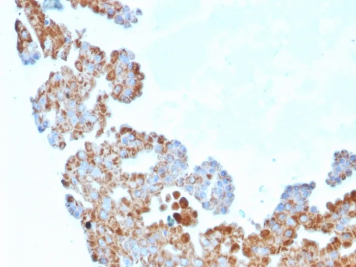 Anti-Cell Division Cycle 34 homolog(CPTC-CDC34-2), CF640R conjugate - image 1