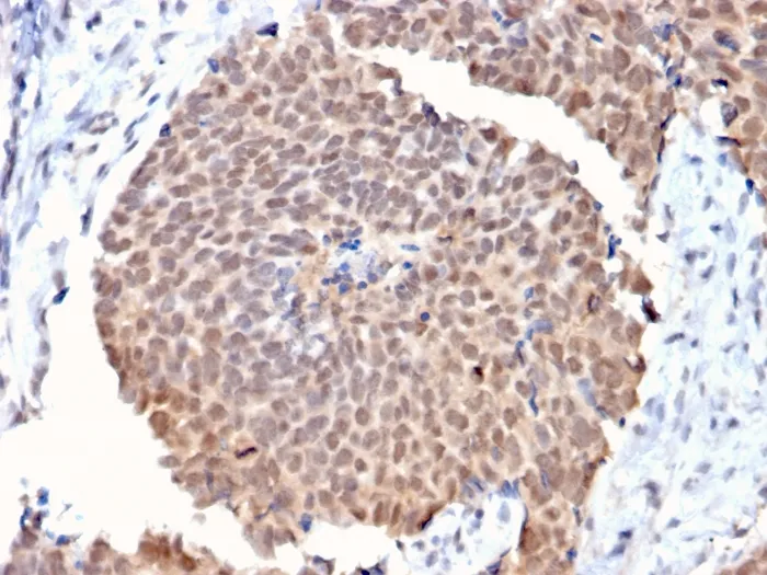 Anti-Fas (TNFRSF6) associated factor 1(CPTC-FAF1-2), CF488A conjugate - image 1
