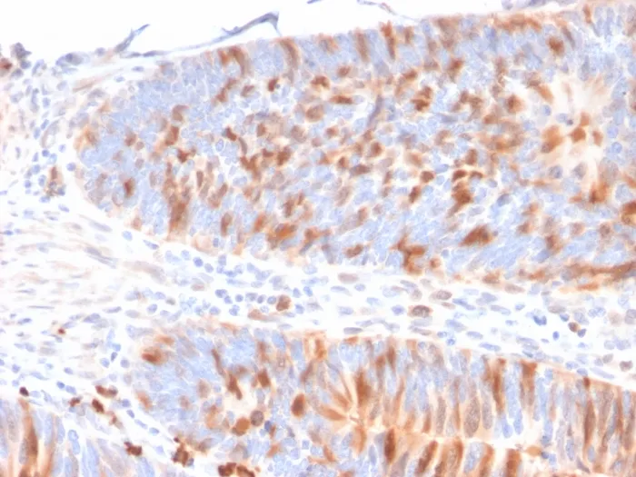 Anti-MBD1 (Methyl-CpG Binding Domain Protein 1)(CPTC-MBD1-1) - image 1