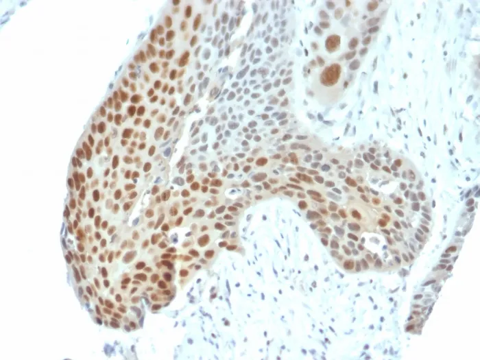 Anti-Phospho C-Jun (Thr91, Thr93)(C-J 4C4/1), CF594 conjugate - image 1