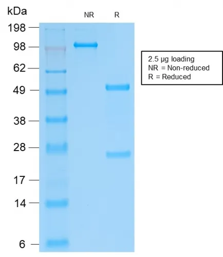 Anti-SOX9 / SRY-box 9(SOX9/2287R), CF640R conjugate - image 1