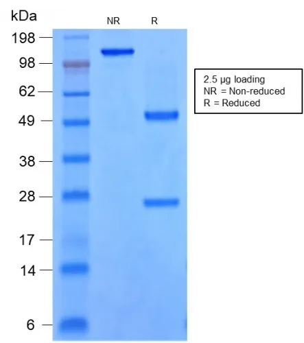 Anti-SOX9 / SRY-box 9(rSOX9/2288), Biotin conjugate - image 1