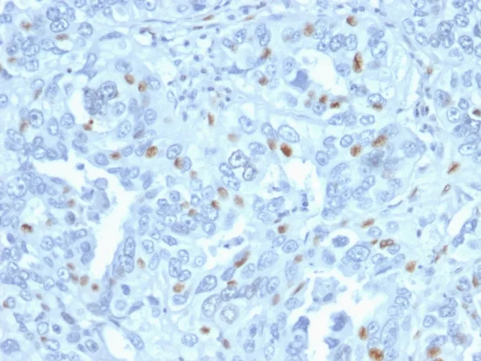 Anti-Cyclin A2 (S- & G2-phase Cyclin)(CCNA2/2333), CF594 conjugate - image 1