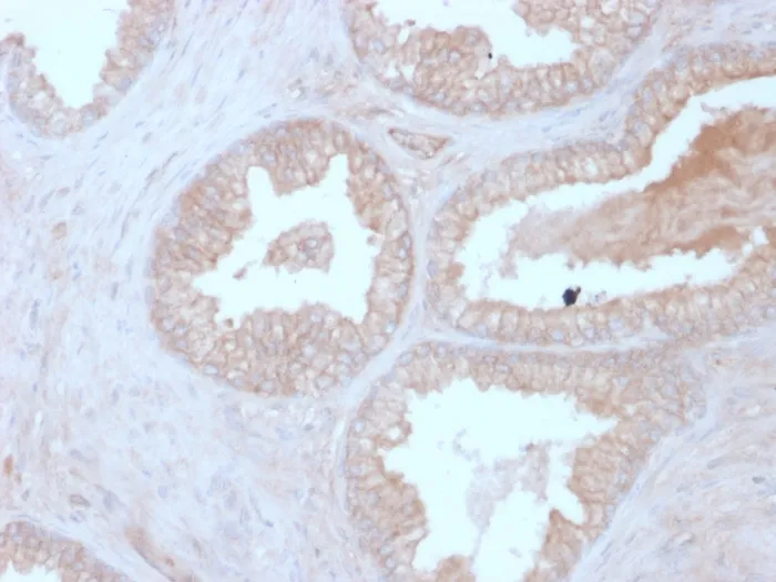 Anti-Calcineurin B / PPP3R1(CALNB/2342), Biotin conjugate - image 1
