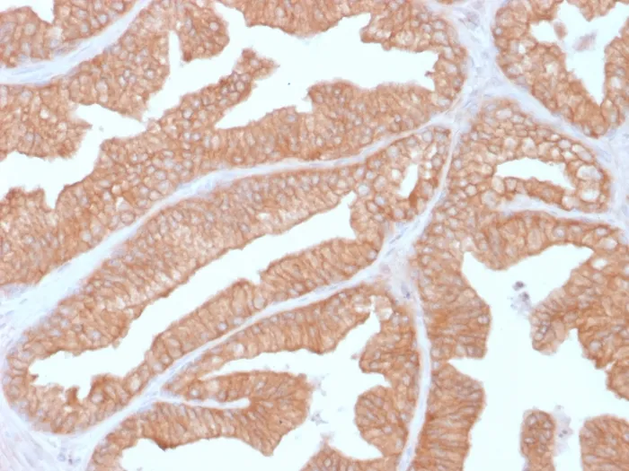Anti-Calcineurin A / PPP3CA(CALNA/2353), Biotin conjugate - image 1