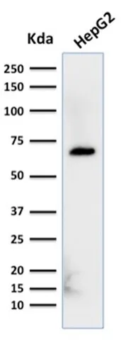 Anti-Albumin (Transport Protein)(ALB/2356), Biotin conjugate - image 1