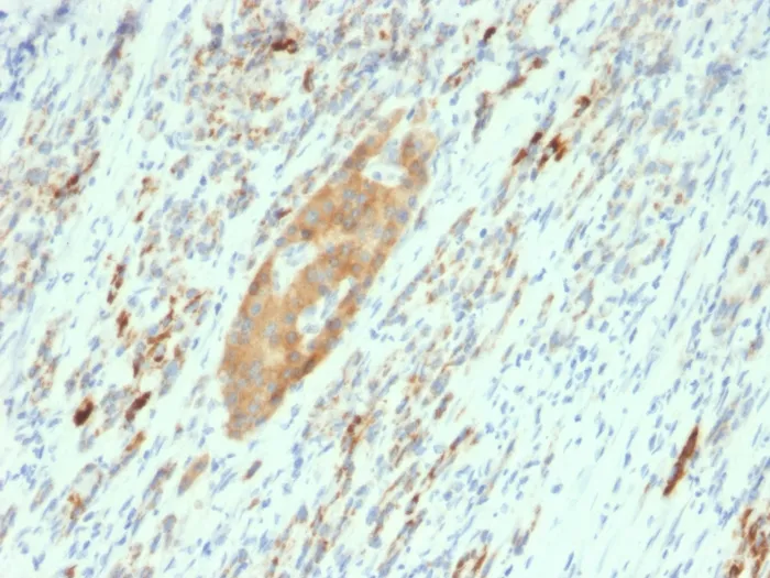 Anti-GAD2 / GAD65 (GABAergic Neuronal Marker)(GAD2/2362), Biotin conjugate - image 1