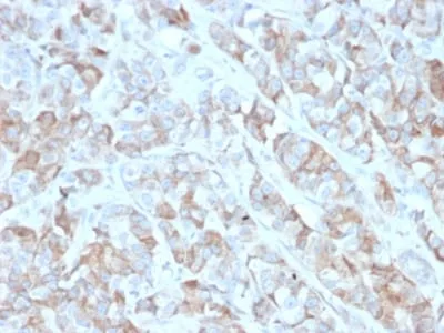 Anti-CD269 / TNFRSF17 / BCMA (B-Cell Maturation Protein) (BCMA/2366) - image 3