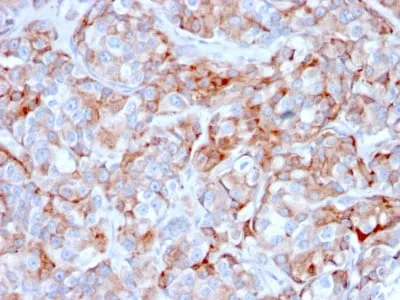 Anti-CD269 / TNFRSF17 / BCMA (B-Cell Maturation Protein) (BCMA/2366) - image 1