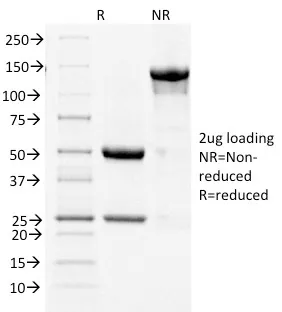 Anti-Cycloxygenase-2 (COX-2)(COX2/1941) - image 1