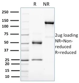 Anti-HER-4 / ERBB4(HFR-1), Biotin conjugate - image 1