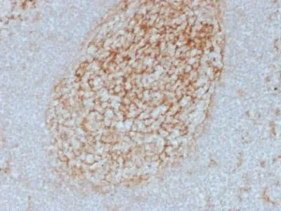 Anti-CD14 (Monocyte / Macrophage Marker) (LPSR/2385) - image 2