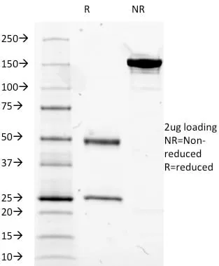 Anti-CD14 (Monocyte / Macrophage Marker) (LPSR/2385) - image 3