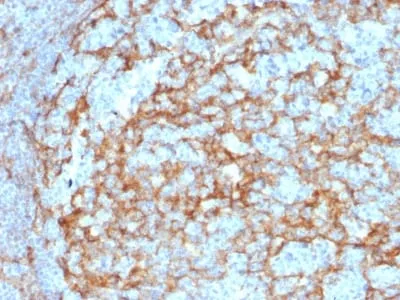 Anti-CD14 (Monocyte / Macrophage Marker) (LPSR/2385) - image 1