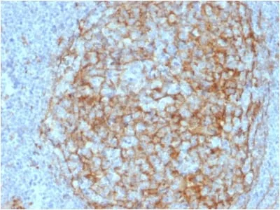 Anti-CD14 (Monocyte / Macrophage Marker) (LPSR/2408) - image 1