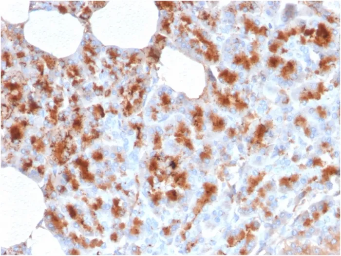 Anti-MDM2(MDM2/2414), CF568 conjugate - image 1