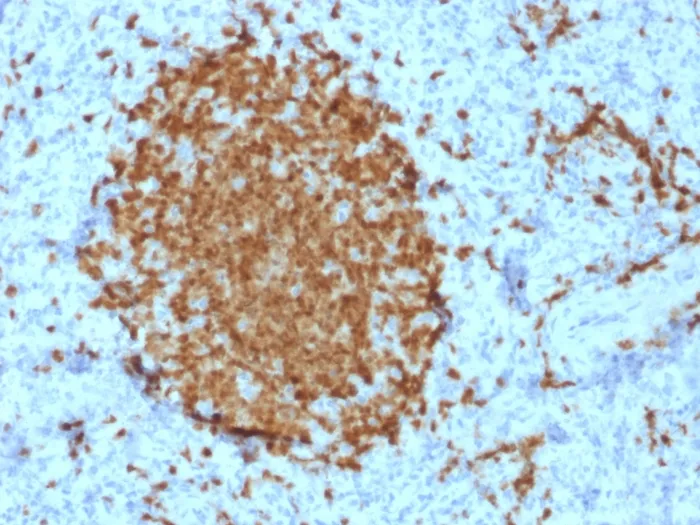 Anti-BOB.1 (B-Cell Marker)(BOB1/2421), CF640R conjugate - image 1