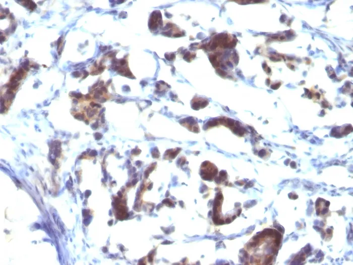 Anti-ZFYVE28 (Zinc Finger FYVE-type containing 28)(LST2/2426), Biotin conjugate - image 1