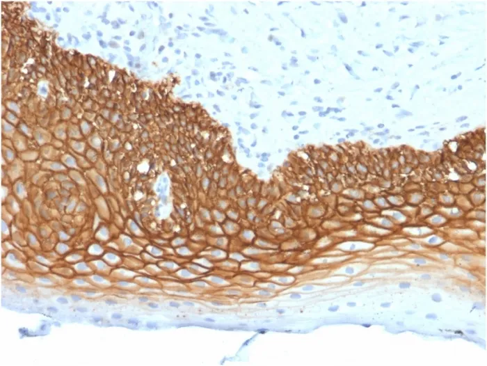 Anti-CD44v3 (Marker of Tumor Metastasis)(3G5), CF488A conjugate - image 1