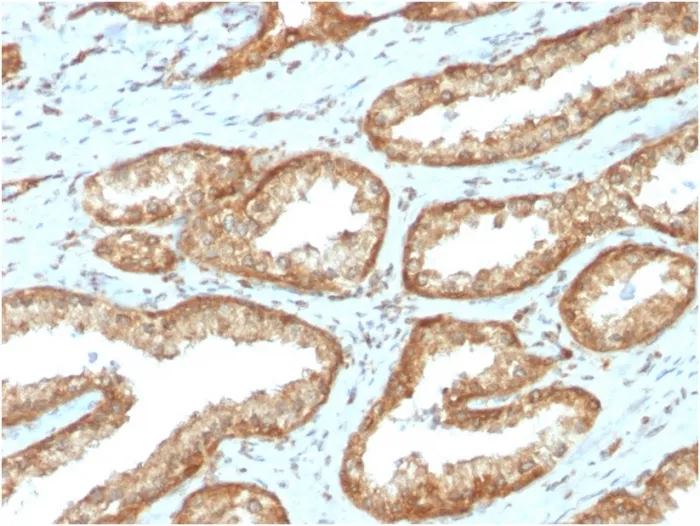 Anti-YBX1 / Y-box Binding Protein 1 / YB-1 (Tumor Biomarker)(YBX1/2430), CF647 conjugate - image 1