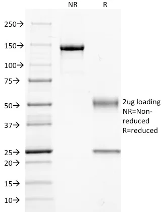 Anti-Guanine nucleotide-binding protein alpha-q / GNAQ / G-ALPHA-q(GNAQ/2434), Biotin conjugate - image 1