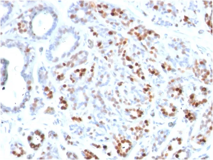 Anti-GATA-3 (Breast and Urothelial Marker)(GATA3/2444) - image 1