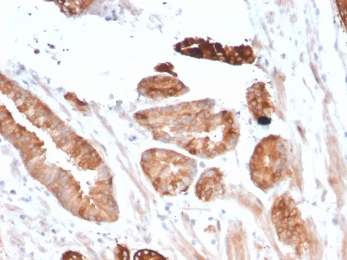 Anti-Flt3 / CD135(FLT3/2458) - image 1
