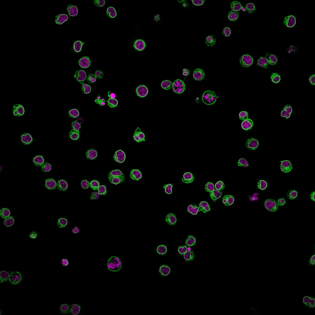Anti-CD3e (T-Cell Marker)(UCHT1), Biotin conjugate - image 3