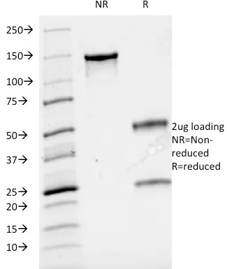 Anti-CD3e (T-Cell Marker)(UCHT1), Biotin conjugate - image 4