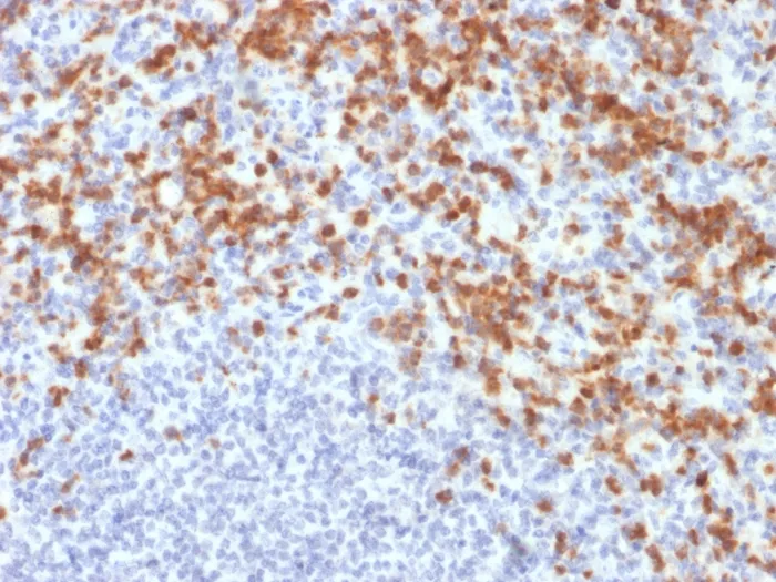 Anti-MMP9 (Matrix Metalloproteinase 9)(MMP9/2477), CF647 conjugate - image 1