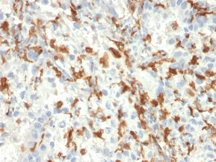 Anti-AIF1 / Iba1 (Microglia Marker)(AIF1/2493) - image 1