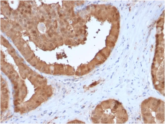 Anti-Lactoylglutathione Lyase(CPTC-GLO1-3), Biotin conjugate - image 1