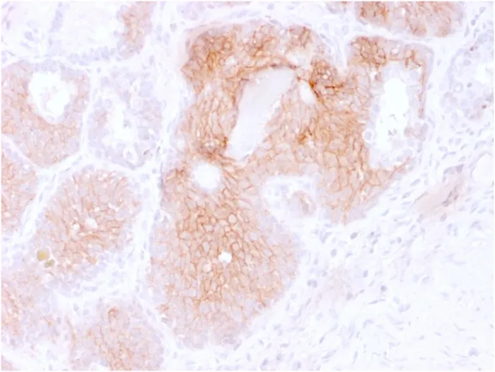 Anti-CD44v6 (Marker of Tumor Metastasis)(CD44V6/2496), CF488A conjugate - image 1