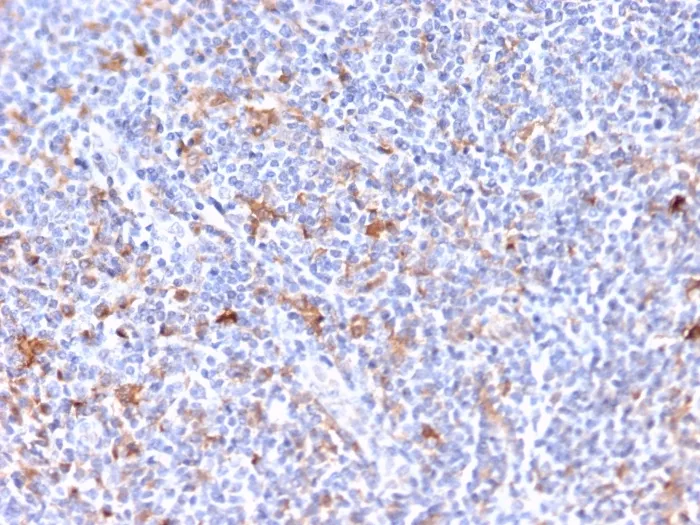 Anti-RCAS1 / Estrogen Receptor Binding Site Associated, Antigen 9(CPTC-EBAG9-2), CF405S conjugate - image 1